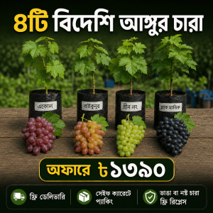 ৪টি বিদেশি আঙ্গুর চারা কম্বো